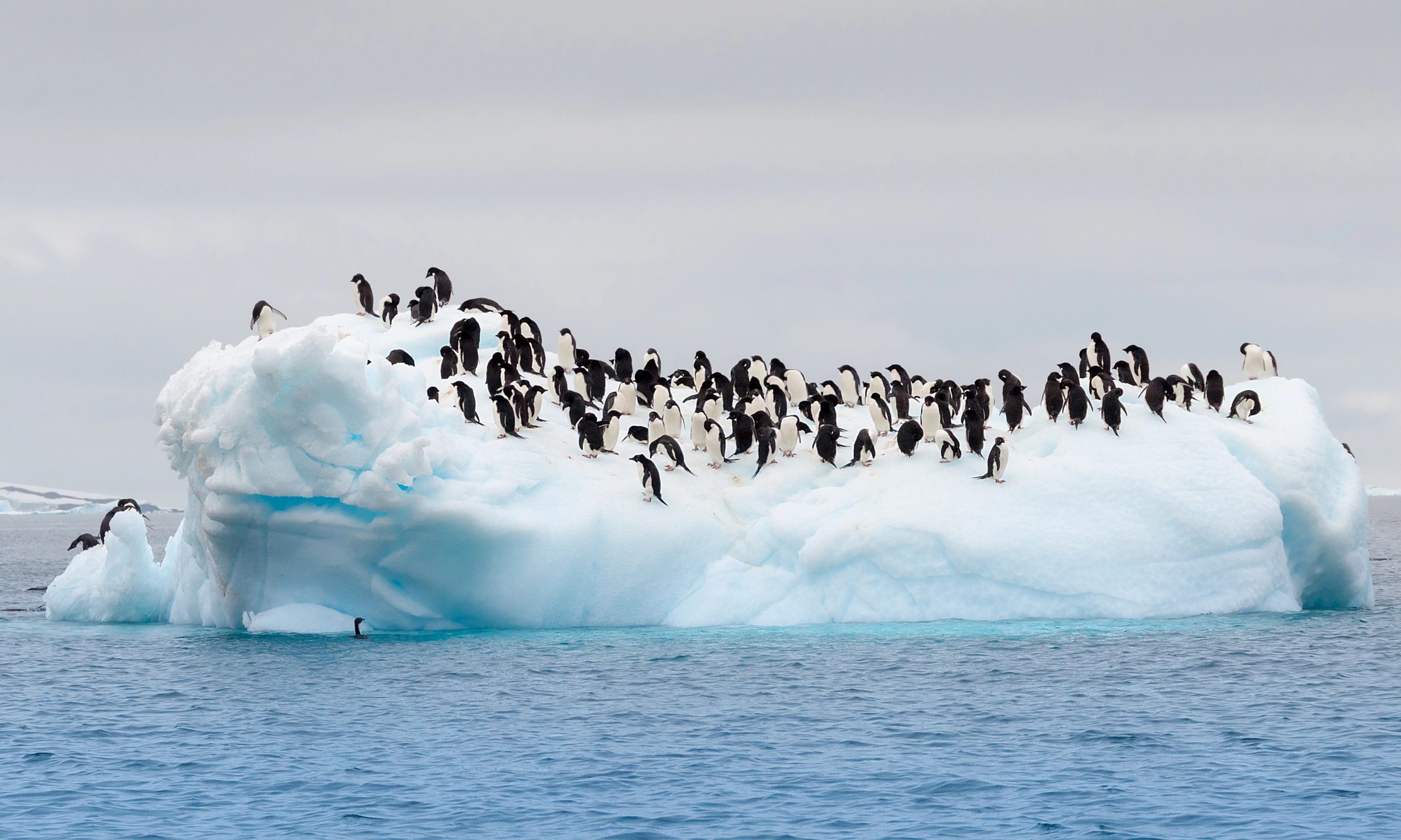 adult-adele-penguins-grouped-on-Depositphotos_42410199_XL